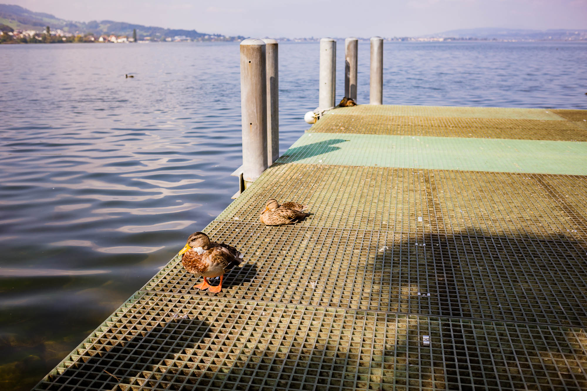 Export x3 5D4 4004 Hochzeit 2020 Muriel & Trevor